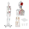 shumee Anatomski model človeškega okostja 180 cm + Anatomski plakat