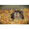 Buda Pets Piljevina za ljubimce - Narandza 500g