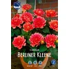Čebulice dalija Berliner Kleene, 1 kos