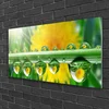 tulup.si Slika na akrilnem steklu Stem dew drops rastlin 120x60 cm 4 obešalnika