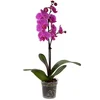 Ocean Orchids Orhideja Phalaenopsis 1-stebelna O lončka 12 cm