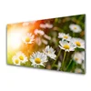 tulup.si Slika na akrilnem steklu Marjetice flowers rays 100x50 cm 2 obešalnika