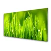 tulup.si Slika na steklu Green grass dew drops 120x60 cm 4 obešalnika