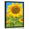 Plakat polje polno sončnic - 30x45 no frame