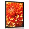 Plakat oranžna dalija - 40x60 no frame