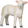 Moj Lamb romney stoji