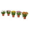 CHRYSANTHEMUM Biljka u saksiji, hrizantema odabrane boje, 15 cm