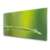 tulup.si Slika na steklu Dew drop na travi 120x60 cm 4 obešalnika