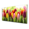 tulup.si Slika na steklu Tulipani rože narava 100x50 cm 2 obešalnika