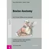 Bovine Anatomy