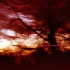 Colour Haze - Ewige Blumenkraft (Reissue) (2 LP)