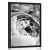 Plakat črnobeli cvetovi rože - 40x60 no frame