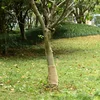 Rola jute 0,25x100 m 100 % juta 200 g/m2