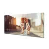 tulup.si Slika na akrilnem steklu Beli balet čevlji ženski noge 120x60 cm 2 obešalnika