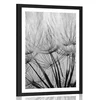 Plakat s paspartujem semena regrata v črnobeli varianti - 30x45 silver