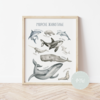 Its a moms world Edukativni poster za decu bez rama Morske životinje A3, 3D