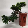 FIKUS BONSAI, FICUS MICROCARPA GINSENG, V70cm LONEC fi30cm