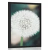 Plakat bela puhasta regratova lučka - 60x90 no frame