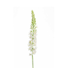 Umetna stepska lilija Eremurus krem 105 cm - krem - 101 do 150 cm