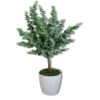 shumee Lončnica - evkaliptus 58 cm