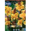 Čebulice Kana Louis Cottin, 3 kosi
