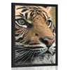 Plakat bengalski tiger - 30x45 white