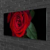 tulup.si Slika na akrilnem steklu Rose na wall 100x50 cm 4 obešalnika