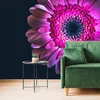Tapeta purpurna gerbera - 245x270