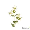Gloriosa veja 70 cm bela - 50 do 75 cm