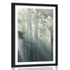 Plakat s paspartujem sončni žarki v meglenem gozdu - 40x60 white