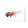 tulup.si Slika na akrilnem steklu Bear 140x70 cm 4 obešalnika