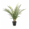 Gozdna praprot UV 65 cm - 50 do 75 cm