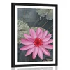 Plakat s paspartujem očarljivi lotosov cvet - 20x30 no frame