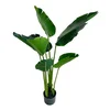 Shishi Strelitzia zelena, višina 120 cm