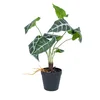Homestar Umetna rastlina Alocasia H40cm