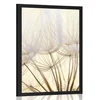 Plakat semena regrata - 60x90 no frame