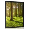Plakat jutro v gozdu - 20x30 no frame