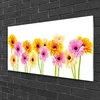 tulup.si Slika na steklu Pisane daisy cvetje 125x50 cm 2 obešalnika
