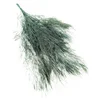 Stabilizirana praprot - drevesna praprot