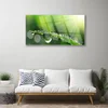 tulup.si Slika na akrilnem steklu Grass nature dew drops 100x50 cm 2 obešalnika
