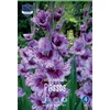 Čebulice Gladiola Passos, 10 kosov
