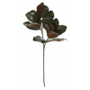 Shishi Magnolija zapusti 88cm