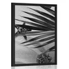 Plakat školjke pod palmovimi listi v črnobeli varianti - 30x45 black