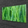 tulup.si Slika na steklu Grass nature rastlin kapljice 100x50 cm 4 obešalnika