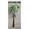 Lilium voskirani fikus 165cm A19963