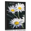 Plakat marjetice na vrtu - 20x30 no frame