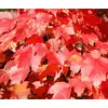 RDEČI JAVOR, ACER RUBRUM OCTOBER GLORY