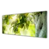 tulup.si Slika na akrilnem steklu Apple tree branch narava 125x50 cm 4 obešalnika