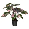 FEJKA Veštačka biljka u saksiji, unutra/spolja filodendron/zelena/roze, 15 cm
