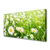 tulup.si Slika na platnu Daisy flower rastlin 100x50 cm